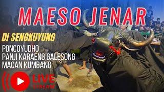LIVE   SENI BANTENGAN MAESO JENAR - PONCOYUDHO - PANJI KARAENG GALESONG  - MACAN KUMBANG
