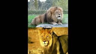 Barbary Lion VS African Lion edit #shorts #lions