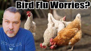 How to Protect Your Chickens from Bird Flu & Predators