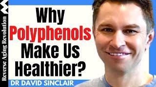 WHY Polyphenols Help Us Fight Against AGING? | Dr David Sinclair Interview Clips