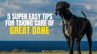 5 Super Easy Tips for Taking Care of Your Great Dane