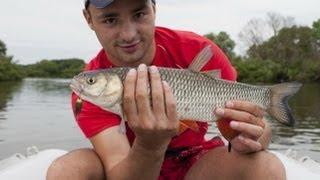 Ловля голавля спиннингом. Chub fishing.