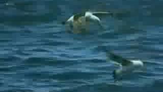 Orca  attack on Great White