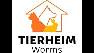 Wer hat ein neues Zuhause für mich? Tiernotfälle aus dem Tierheim Worms