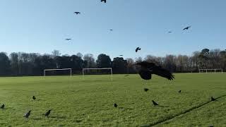 Crows lads fly over to say hi