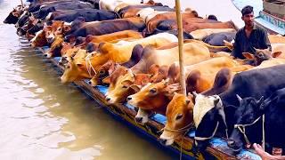 cow unloading, cow videos, cow video, animal, big cow, goru hamba cow, Ep-92