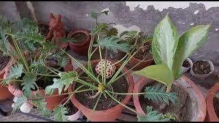 Best indoor plant,@varinderjit#vlogand#gardeningchannel#bestindoorplant