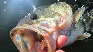 Bass Fishing, Pan Fishing; Michigan Out of Doors TV #2222