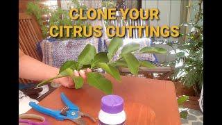 PROPAGATE YOUR CITRUS TREES FROM CUTTINGS// CLONING WITH RESULTS