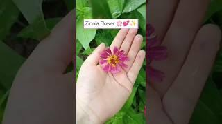 Zinnia Flowers  #zinnia #flowers #nature #plants #gardenview #gardening #trend #viral #shorts