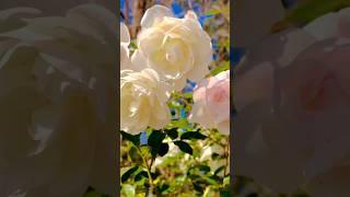 Just like snow#rose #whiterose #flower #viralshorts #nature #trending #ytshorts #flowers #ytshorts