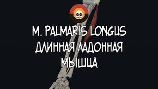 Длинная ладонная мышца (m. palmaris longus) 3D Анатомия
