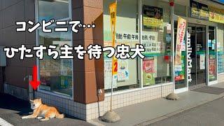 コンビニでパパの事をひたすら待ち続ける元豆柴が可愛すぎました…