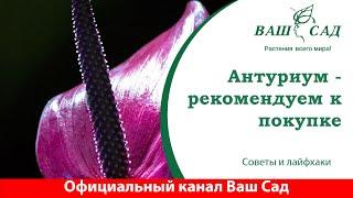 Антуриум - очень красивый цветок для любой квартиры. Ваш сад