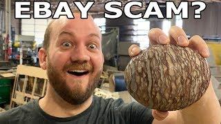 Dinosaur Egg Fossil Cut in Half- Real or Fake eBay Scam?