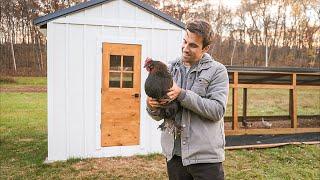 Building the Ultimate Chicken Coop: A Step-by-Step Guide