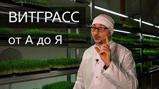 2 месяца продаю сок пшеницы в Краснодаре! На витграссе МИЛЛИОН. Всё получиться.  #витграсс