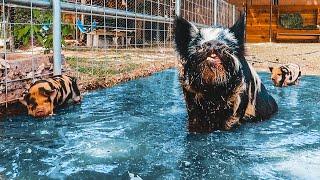 Let's hope these PIGLETS know how to swim!
