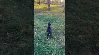 Завывает #youtubeshorts #юмор #youtube #собака #dog #воет #сирена #шортс #собаки #приколы #топ