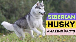 Siberian husky: Amazing Facts