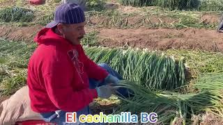 AMARRE DE CEBOLLÍN en el valle d Mexicali BC MX