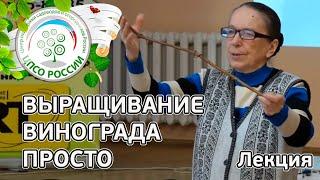 Как вырастить виноград. Лекция о выращивании винограда.