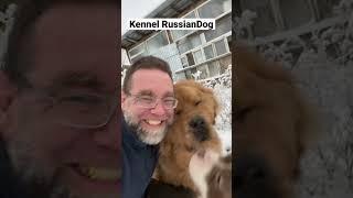 Тибетские мастифы и американский булли в питомнике собак RussianDog