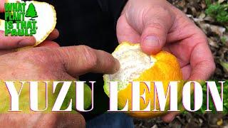 What is Yuzu Citrus – Japanese Lemon?  ( We TASTED ONE )