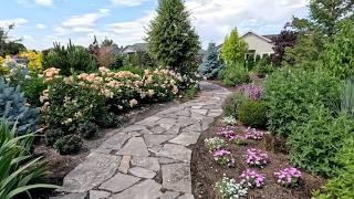 Planting Blue Wheat, Pear’d Roses, New Ironweed & Superbena!  // Garden Answer