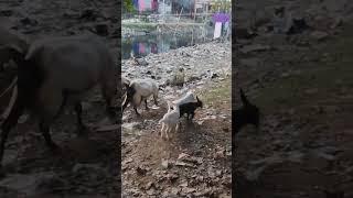 Goat family Silchar ashram road by Ratindra Sanyasi