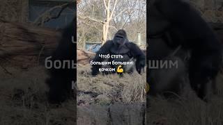 Как же он хорош  #monkey #обезьяна #omegaland #прикол #юмор #funny #пон #rek #тикток #топ