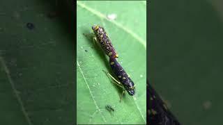 Oncometopia sharpshooters (leafhoppers, cigarrinhas)  Brazil