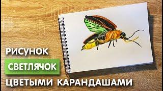 Рисунок цветными карандашами светлячка | Поэтапная срисовка для начинающих