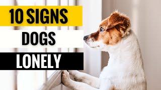 10 Signs Of Loneliness In Dogs You Should NEVER IGNORE