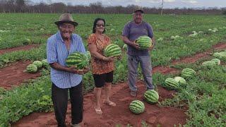 FARTURA NO SERTÃO, COLHEITA DE MELANCIA NO ROÇADO DE CHICO DE COCA EM VERDEJANTE PERNAMBUCO.