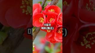 사찰과 매화. #불교 #사찰 #매화 #홍매화