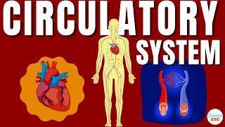 Circulatory System And The Heart | Explained In Simple Words