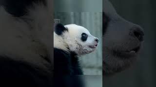 可可爱爱！熊猫幼崽眼神每一秒都有戏【CCTV纪录】