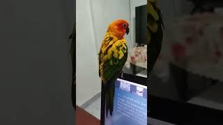 Sun Conure, Tina is attending online worship