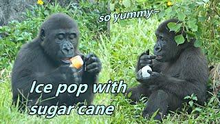 How could little gorilla Ringo so adorable when he ate ice pop? / 小金剛猩猩Ringo吃冰棒時, 怎麼可以這麼萌~這麼療癒~️