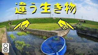 枝分かれした水路、近いのに違う生き物が…