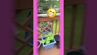 OWT THE WINDOW