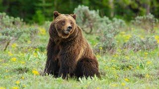 Remembering Grizzly 399: Queen of the Tetons with PBS Nature