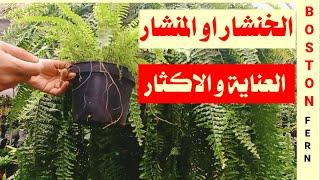 الخنشار ( المنشار) كيفية إكثاره و العناية به، سرخس بوسطن boston fern