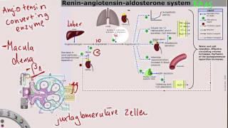 Renin-Angiotensin-Aldosteron-System