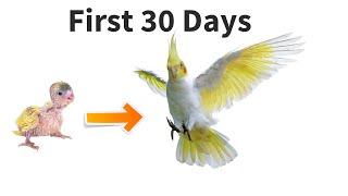 From Hatching to Happiness : First 30 Days of Life Cockatiel's Chick Life