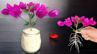 Just 1 cup! The bougainvillea branch suddenly took root like crazy and bloomed forever
