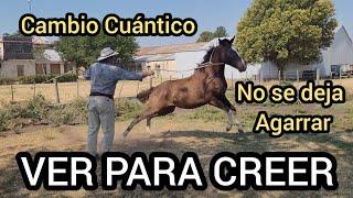 CABALLO CON MIEDO A LAS PERSONAS NO SE DEJA AGARRAR TRANSFORMACIÓN INCREIBLE DESDE EL LENGUAJE