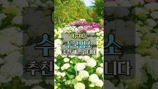 6월 국내 여행 수국 명소 추천 #국내여행 #여행추천