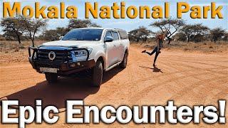 Mokala Nation Park | Epic Encounters! | Great Wall P-series | Cannon